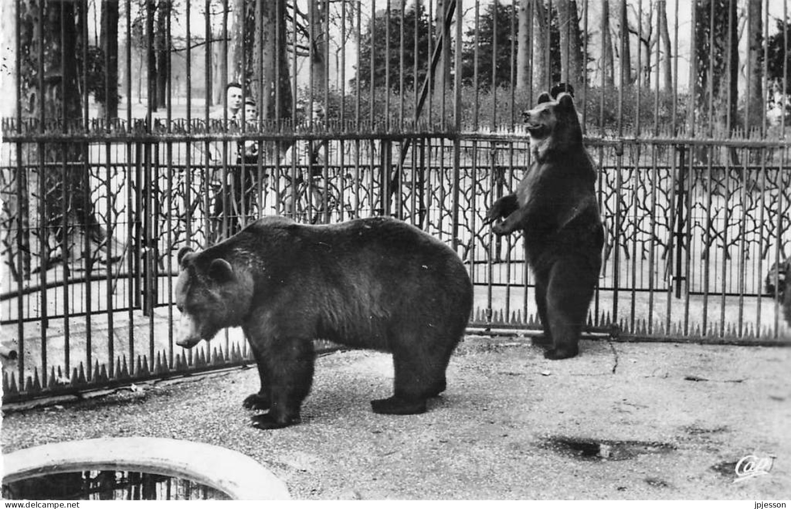 LYON - 6° ARR - PARC DE LA TETE D'OR - LES OURS