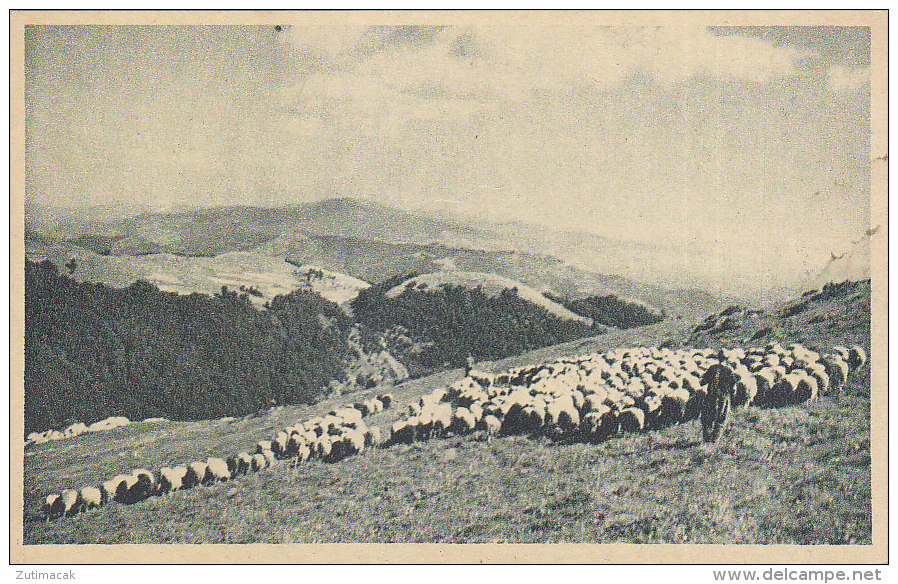 Macedonia - Sheep Herd , Shepherd