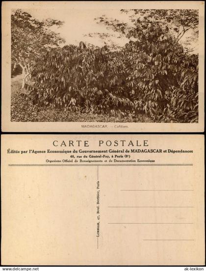 Postcard Madagaskar Caféiers. 1921