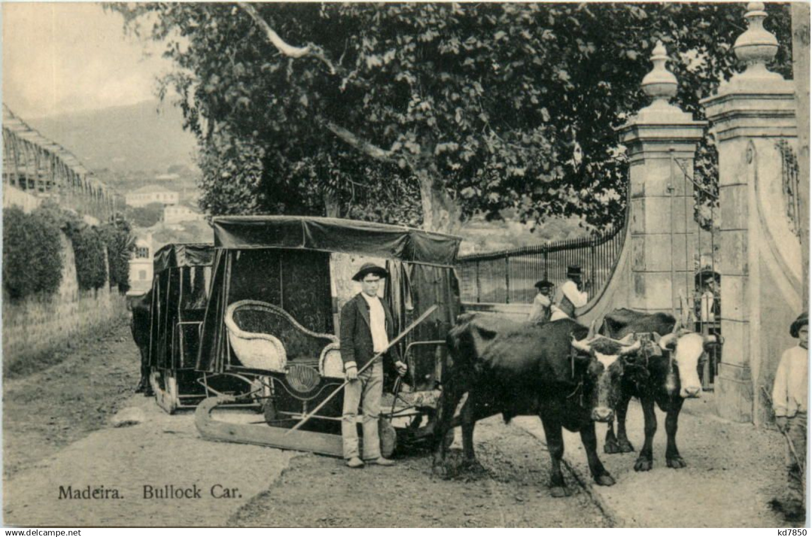 Madeira - Bullock Car