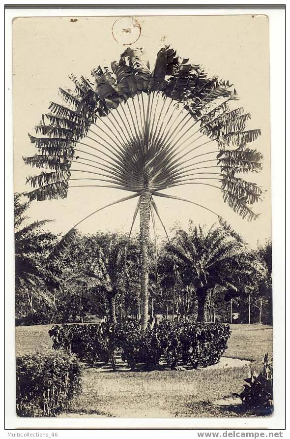 MALAISIE - Traveling tree malaya.  (palmier)