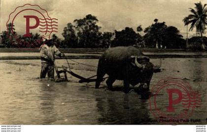 MALASIA // MALAYSIA. MALACCA PLOUGHING PADI FIELD