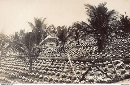 Malaysia - Coconut Estate - REAL PHOTO - Publ. unknown