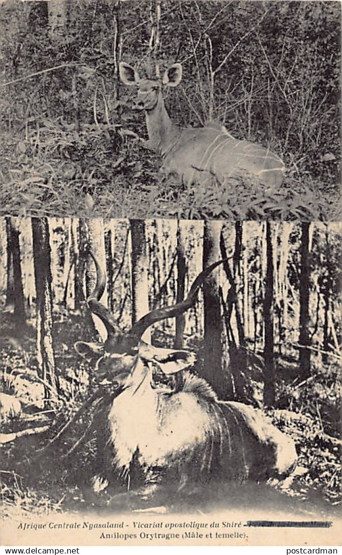 Malawi - Antelopes (male and female) - Publ. Company of Mary - Mission du Shiré des Pères Montfortains