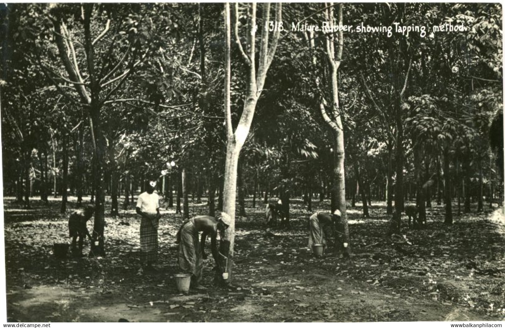 Malaysia Mature Rubber Tapping Photocard