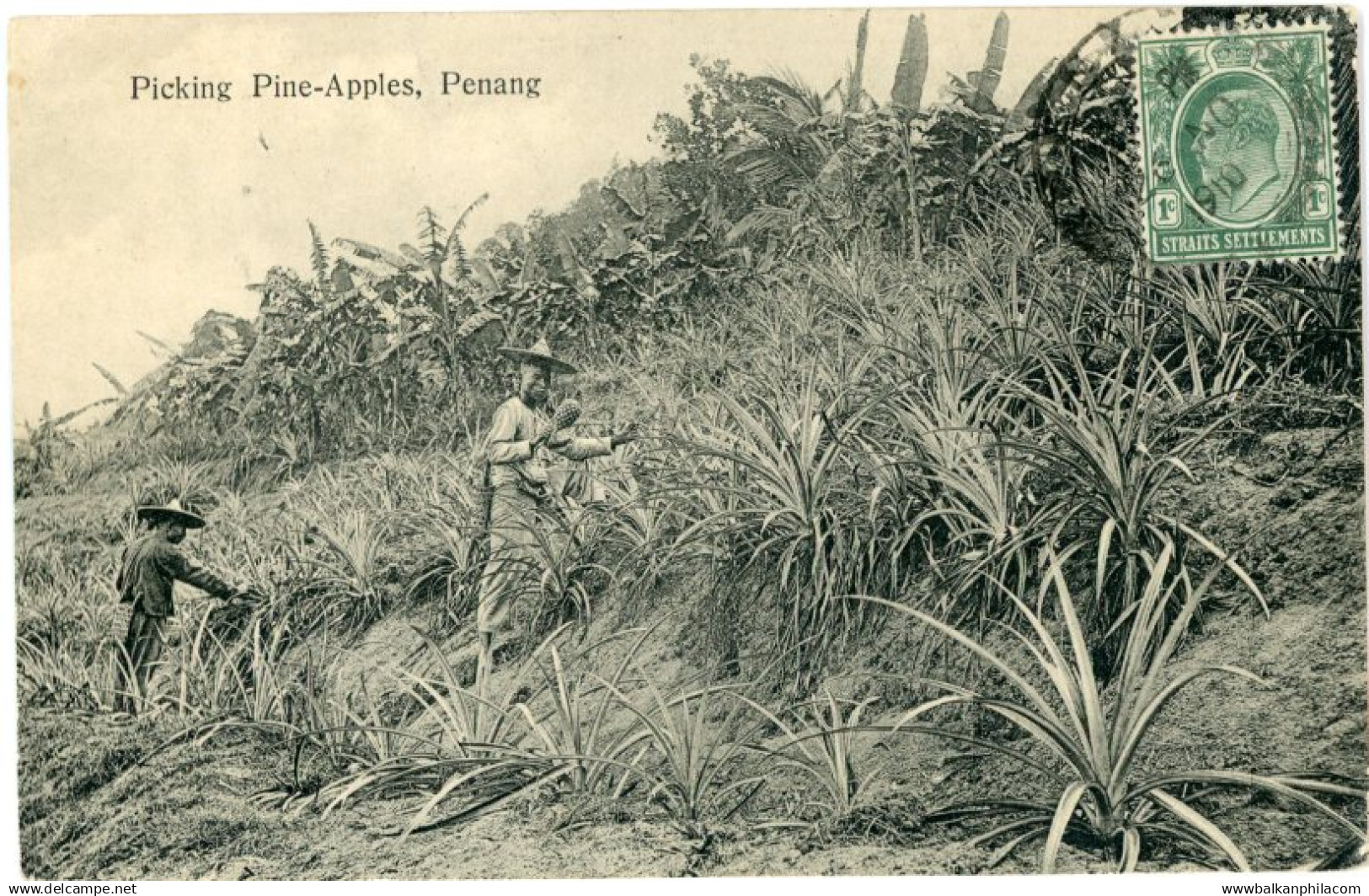 Malaysia Penang Pineapple Picking 1910 to London