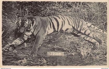 Malaysia - Tiger - REAL PHOTO - Publ. unknown