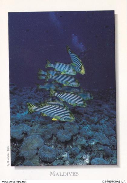 Maldives - Oriental Sweetlips Fish