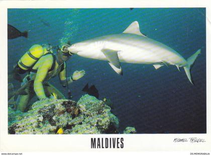 Maldives - Diving w Shark