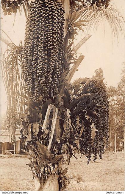 Malaysia - Arenga pinnata palm - REAL PHOTO - Publ. unknown