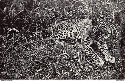 Malaysia - Panther - REAL PHOTO - Publ. unknown