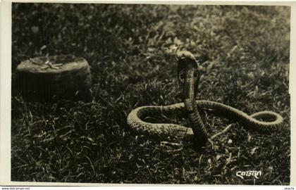 PC CPA MALAYSIA, COBRA, Vintage REAL PHOTO Postcard (b22511)