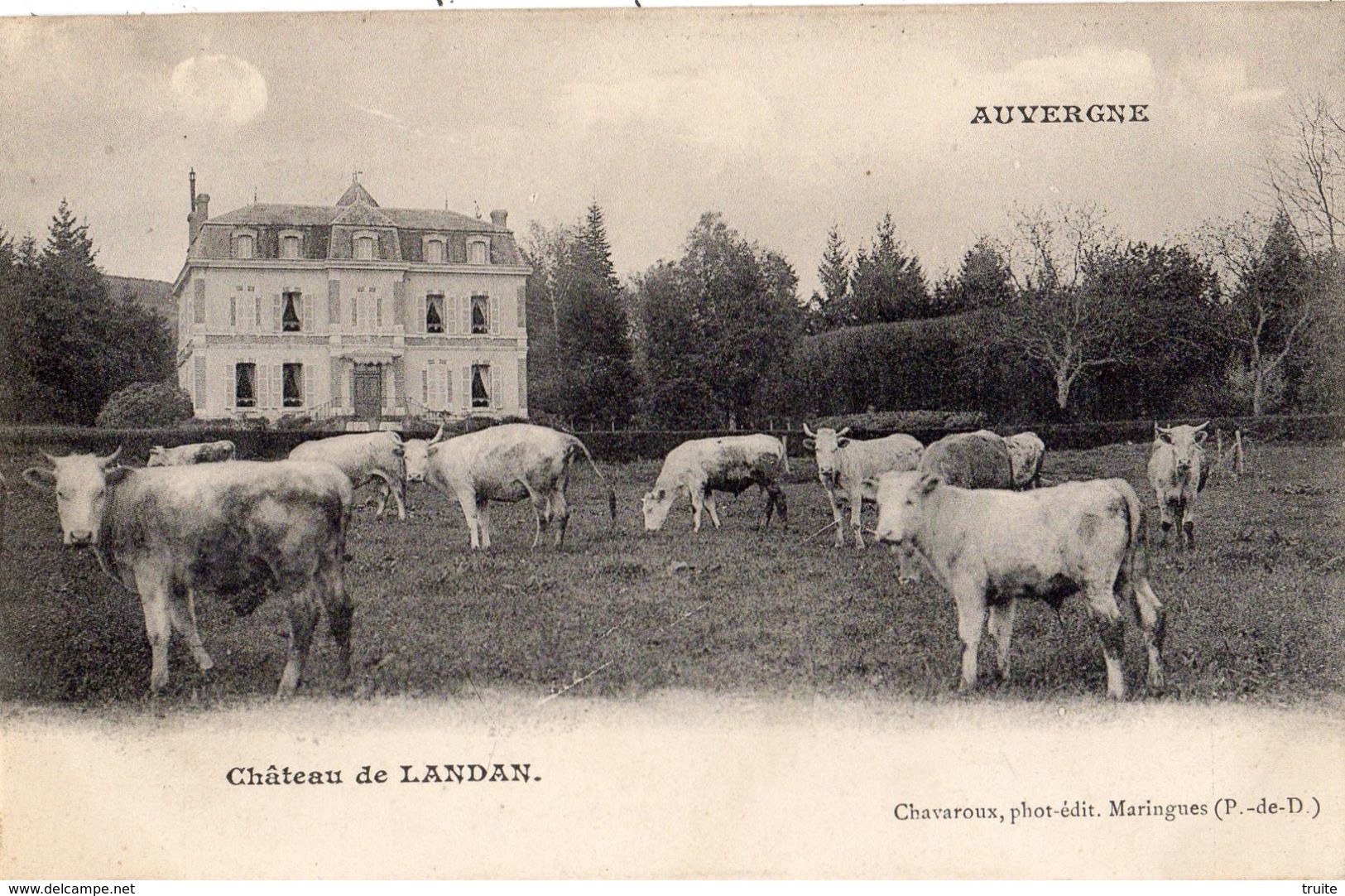 MARINGUES CHATEAU DE LANDAN VACHES EN PATURES