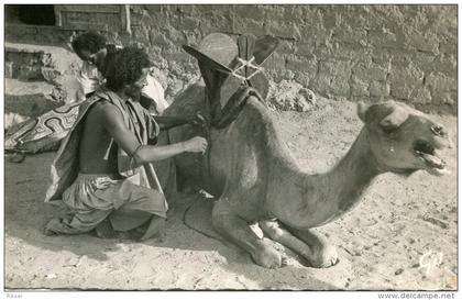 MAURITANIE(TYPE) CHAMEAU