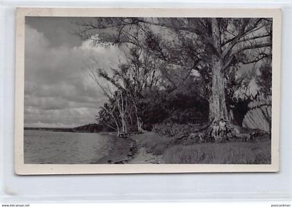 Mauritius - Group of trees - PHOTOGRAPH Postcard size - Publ. unknown