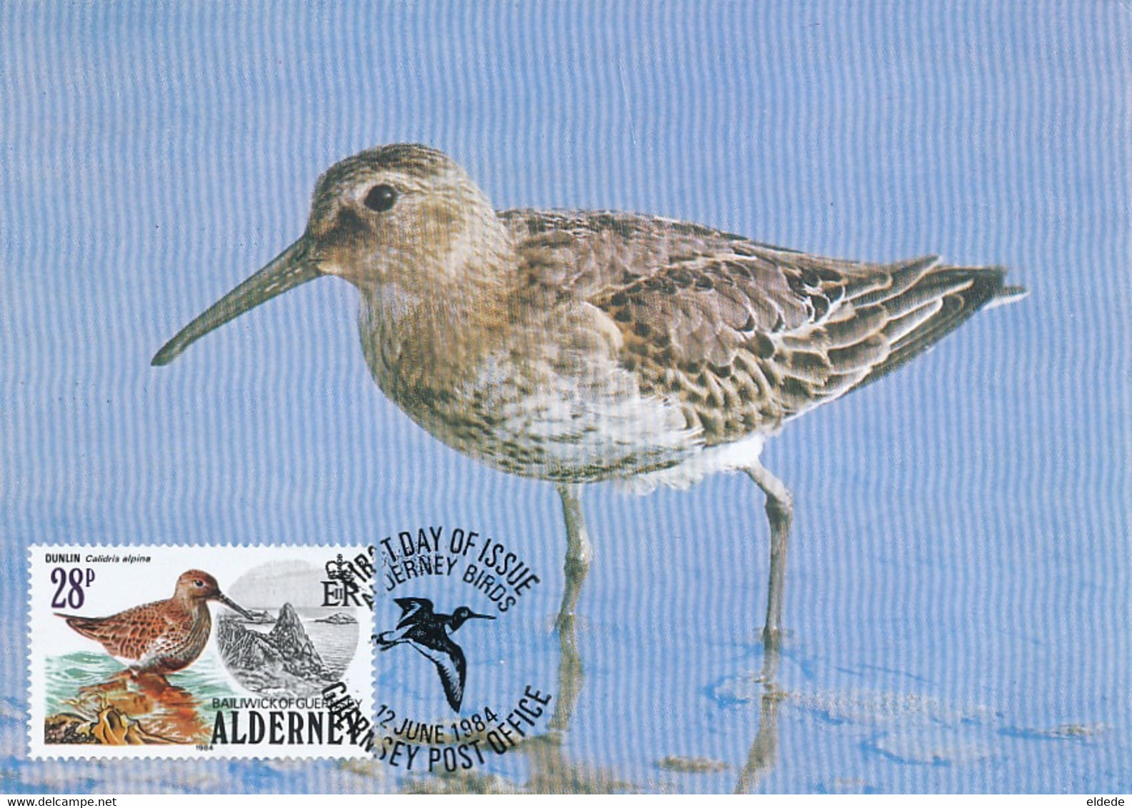 Maximum Card   Dunlin Bird  Becasseau Variable