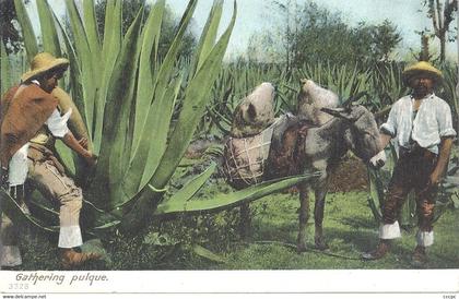 CPA Mexique Gathering Pulque