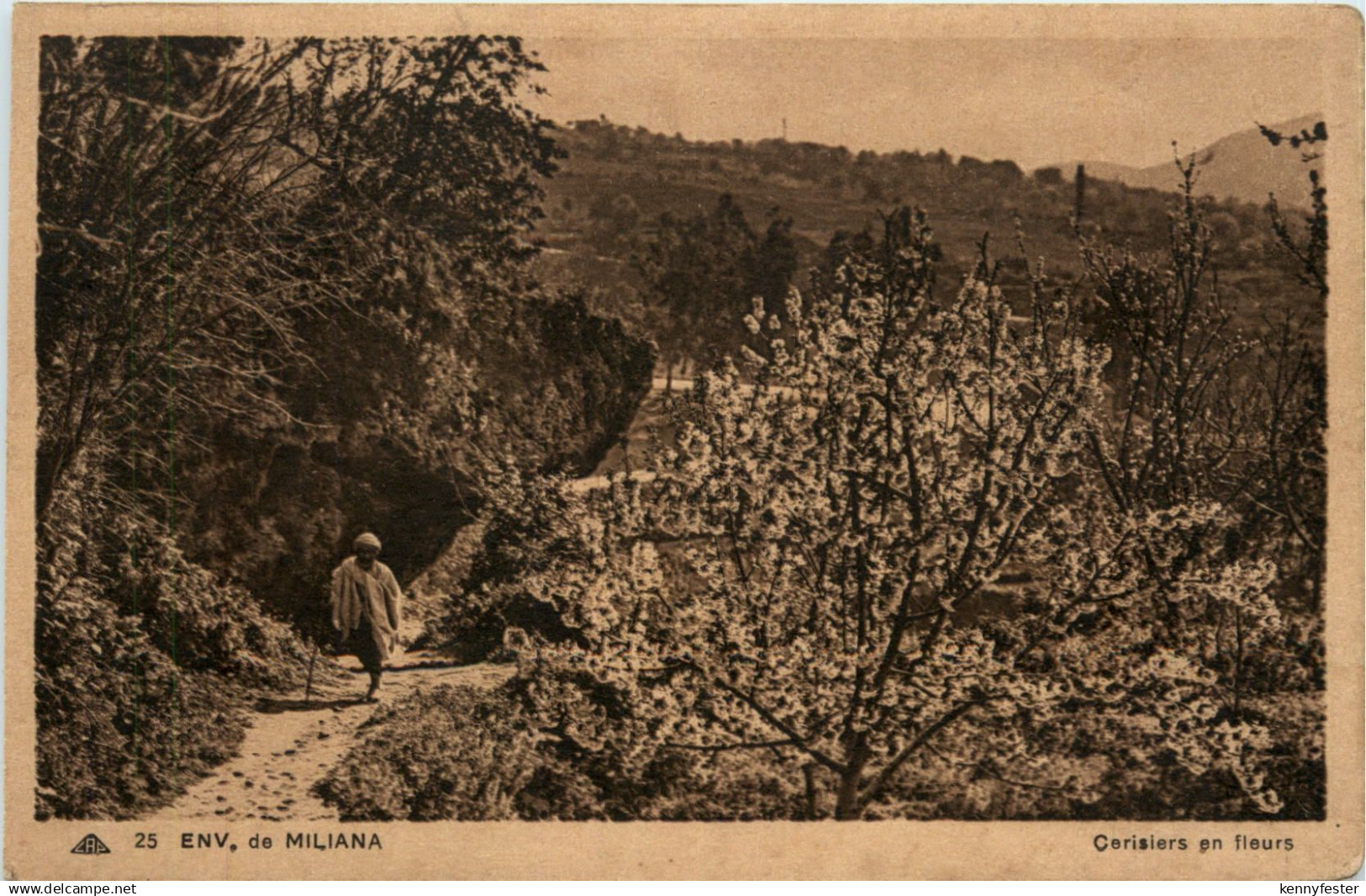 Miliana, Cerisiers en fleurs