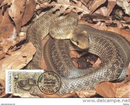 1993 MOLDAVIA Ckisinau  - Couleuvre d'Esculape - Aesculapian Snake  -  WWF