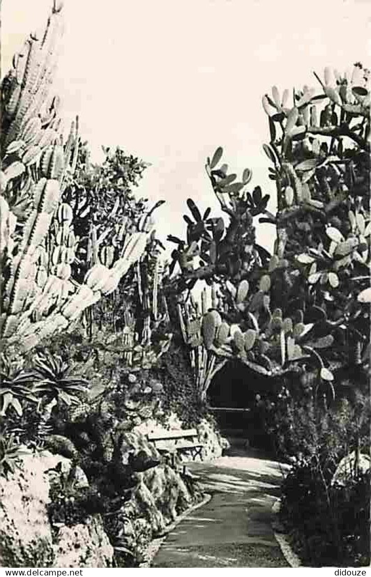 Monaco - Le Jardin exotique - Cereus Paraguemis - Opuntia Sulfurea - Nopaleas - Aloes - Carte Neuve - CPM - Voir Scans R