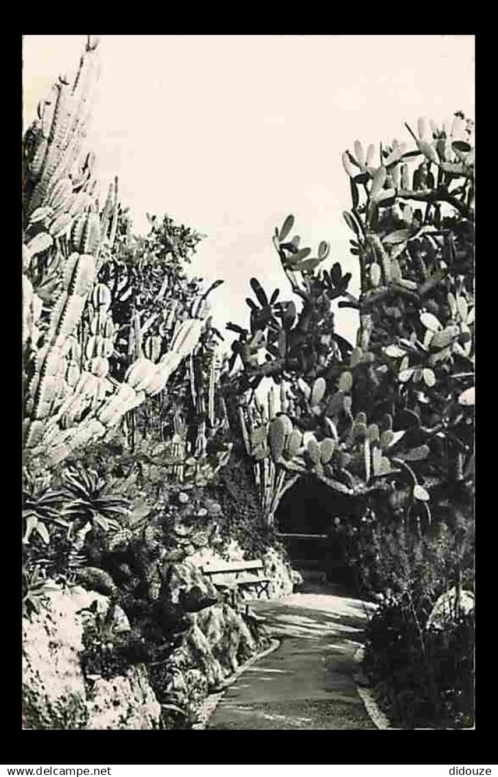 Monaco - Le Jardin exotique - Cereus Paraguemis - Opuntia Sulfurea - Nopaleas - Aloes - Carte Neuve - CPM - Voir Scans R