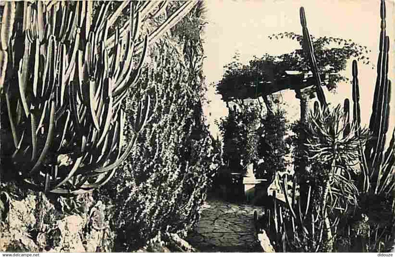 Monaco - Le Jardin exotique - CPM - Voir Scans Recto-Verso