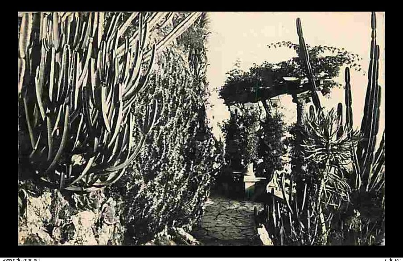 Monaco - Le Jardin exotique - CPM - Voir Scans Recto-Verso