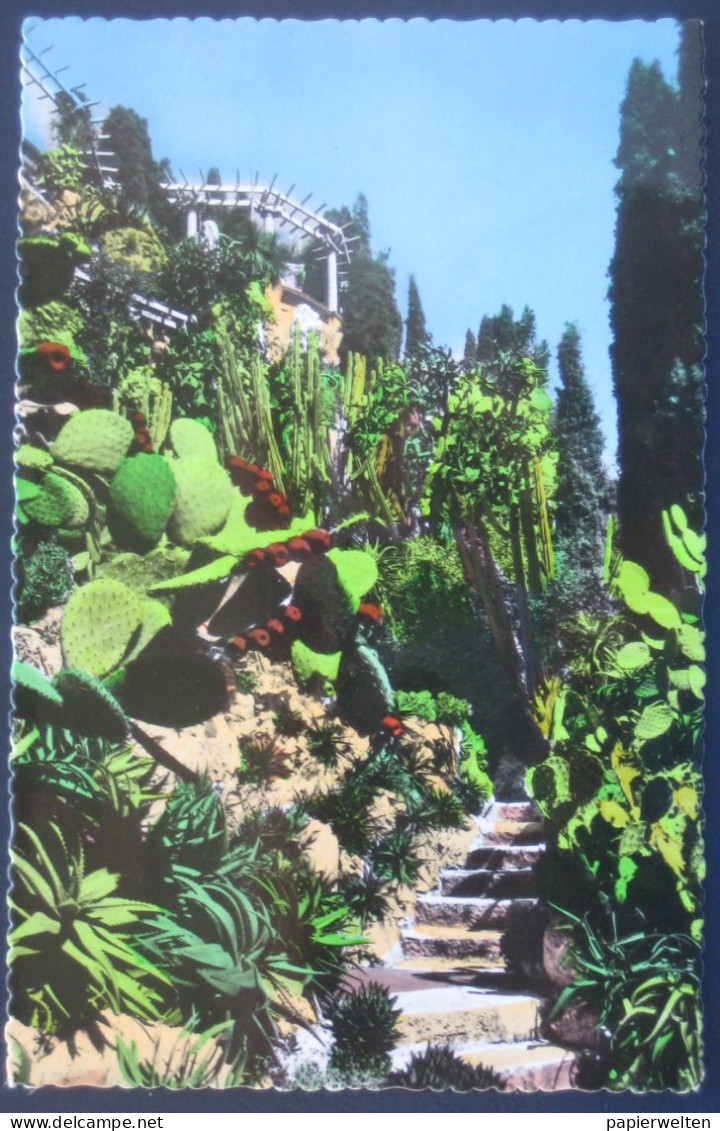 Monaco Monte Carlo - Jardin Exotique: Opuntia beckeriana et Aloes divers