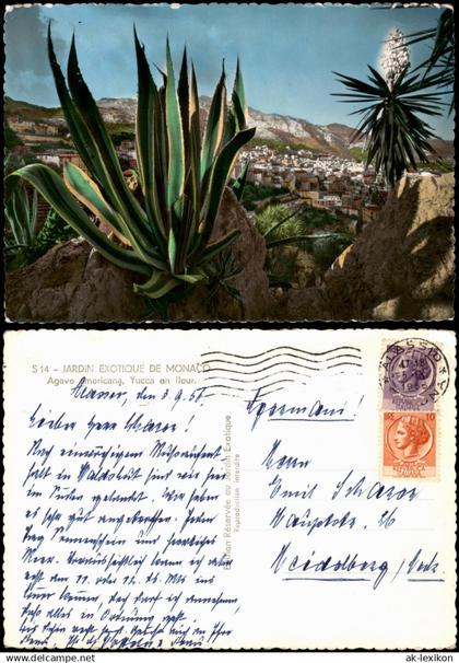 Postcard Monaco Umland JARDIN EXOTIQUE DE MONACO 1956