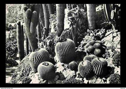 Monaco - Le Jardin exotique - Echinocactus grusani - Pilocereus - CPM - Voir Scans Recto-Verso