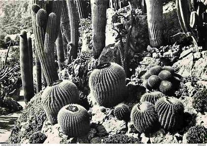 Monaco - Le Jardin exotique - Echinocactus grusani - Pilocereus - CPM - Voir Scans Recto-Verso