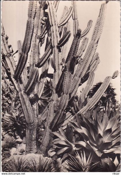 MONACO(CACTUS)