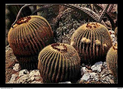 Monaco - Le Jardin exotique - Echinocactus Grusoni - Cactée du Mexique - Carte Neuve - CPM - Voir Scans Recto-Verso