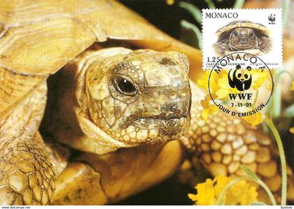 1991 - MONACO - Tortue Hermann tortoise WWF