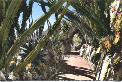 72311316 Monaco Jardin Exotique Allee Cereus