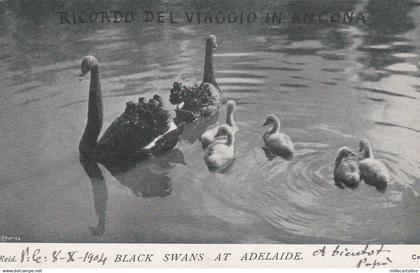 AUSTRALIA - Adelaide - Black Swans 1904