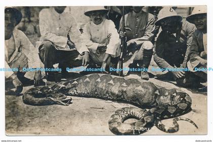 C000951 The snake anaconda ate the deer. Singapore. Postcard