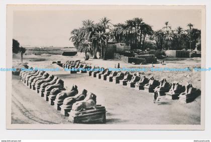 C022944 Egypt. Statues. Postcard