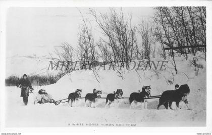 CANADA - A White Horse Yukon Dog Team, Photo Postcard 1957