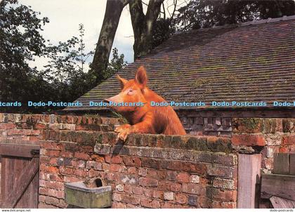 D007050 Tamworth Pig. Acton Scott. Working Farm Museum. Nr. Church Stretton. Shr