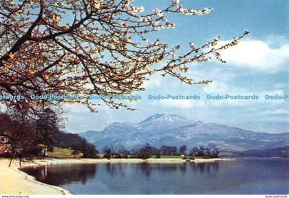 D007863 Ben Lomond. Loch Lomond. Luss. Dunbartonshire. DGR. N 3415