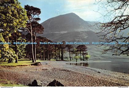 D015355 The Buttermere Pines. Cumberland. The Buttermere Pines are Lakelands mos
