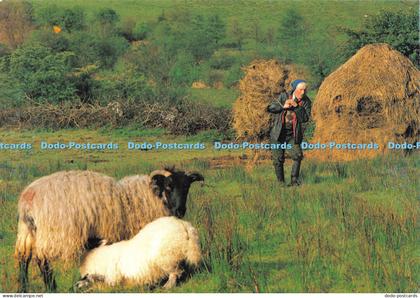 D027453 At work in the fields near Glencar Lake. Co. Leitrim. Real Ireland. Liam