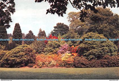 D040561 Denbighshire. Azaleas Beside Front Lawn. Bodnant. J. Arthur Dixon