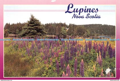 D041309 Lupines. Nova Scotia. From Yarmouth to Cape Breton Travellers are Deligh