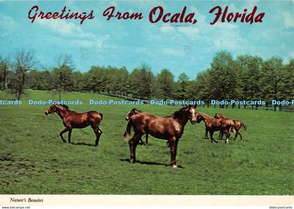 D060764 Greetings From Ocala Florida. Natures Beauties. Seminole Souvenirs. P. O