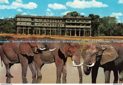 D066829 Kenya. Elephants at the Pool Treetops. Nyeri. Kenya Stationers. Dino Sas