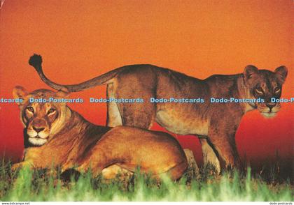 D075906 Botswana. Panthera Leo. African Lions. Benedikt Taschen. Eye to Eye. Fra