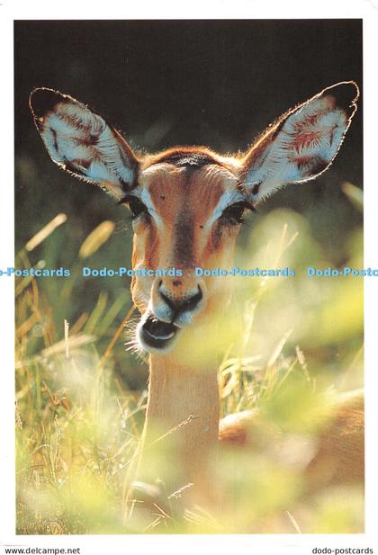 D086953 Impala. Aepyceros melampus. Botswana. 1997. Frans Lanting. Taschen. 1997