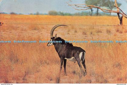 D105293 Sable Bull. C. T. P. Botswana Government